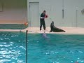 seelöwe macht mit delphinen tricks im zoo münster