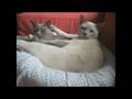 videos de At the Bath