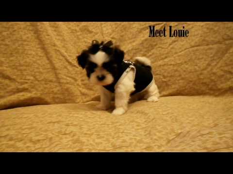 This is Louie he is a little love bug. If you are looking for a fur baby to hold and snuggle