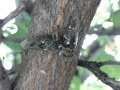 Cicada mystery movement