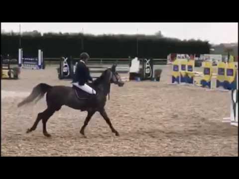 CAVIANA 5 Y-O CLASS MEERDONK MARCH 2017