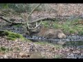 montage photos chasse a courre