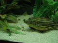 Fahaka murdering a crayfish Fahaka murdering a crayfish