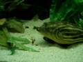 Fahaka murdering a crayfish