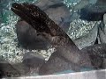 Salamandras