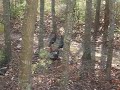 Turkeys at the Hunt's on Cape Cod