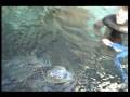 videos de free_swim_1.mp4
