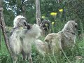 ILLYRIAN SHEEPDOG