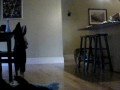 videos de English Bulldog Puppy Playing Fetch (9 month old Mayor McCheese)