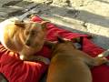 Lamma canine ear wax removal service Lamma canine ear wax removal service