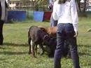 CLEO VA A SCUOLA CLEO VA A SCUOLA