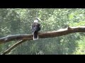 Laughing Kookaburra Laughing Kookaburra