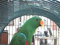 bud the talking bird 5