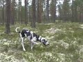 Great Dane Papaya searching for items in the forest