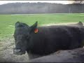Simmental Calf