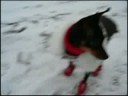 My Prague Ratter - Brown Coat