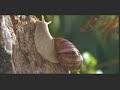 BR Turbo Caracol