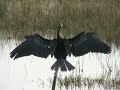 Anhinga Anhinga