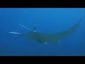 Mantas y tiburon ballena
