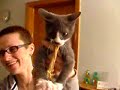 evil cats toy