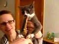 evil cats toy