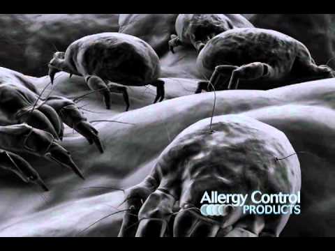 how to relieve dust mite bites