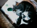 Kittencam - August 21, 2009, 11:01 PM
