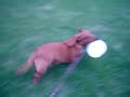 buda-texas-wiener-dog-races.html