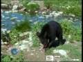 Orso nero americano (Ursus americanus)