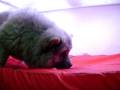 videos de Chow Chow Hembra COV REF:116