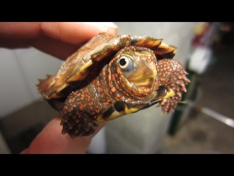 YouTube reptile video