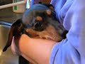 Dachshund Chaos - Bath time
