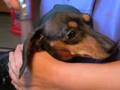 Dachshund Chaos - Bath time