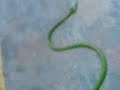 Green.3gp Green.3gp
