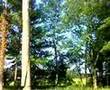 Felling big leaning tree