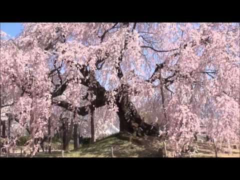 cherry car cherry car