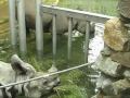 videos de Rhinos Munching in Water, Zoo Vienna
