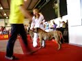 BUBALUS Vet Grand - Euro Dog Show 2007 (Dogo Canario)