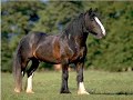 Clydesdale Horses Clydesdale Horses