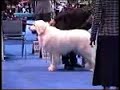 Eukanuba Great Pyrenees #1 Eukanuba Great Pyrenees #1