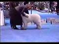 Eukanuba Great Pyrenees #1