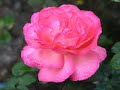 Rozen-Music by:CvdBos, Orkest&Koos Alberts