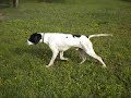 English pointer training and hunting (Purdey - 18 monthly, Hungary,) English Pointer