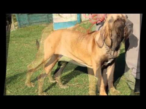 fila brasileiro