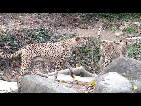KE$HA'S ANIMAL ADVENTURE Part 1