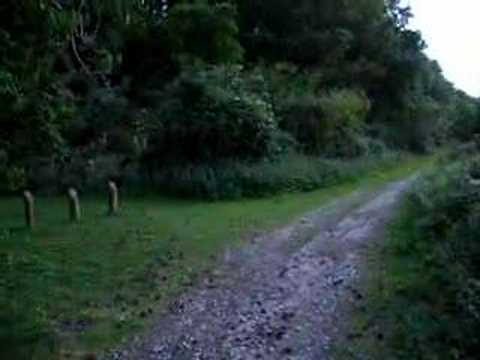Nightingale Singing in Suffolk