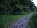 Nightingale Singing in Suffolk