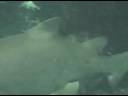 Dec 01 2008 - VID00008