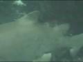 videos de Dec 01 2008 - VID00008
