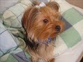 Benji mein  Yorkshire   terrier